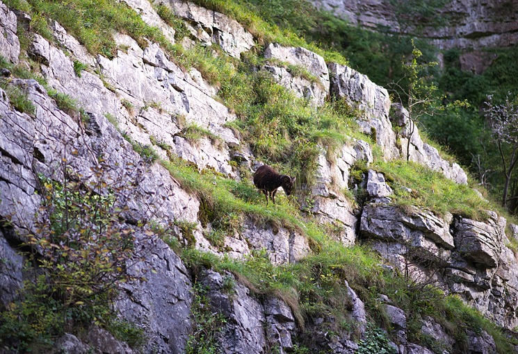 cheddar-mountain-goat