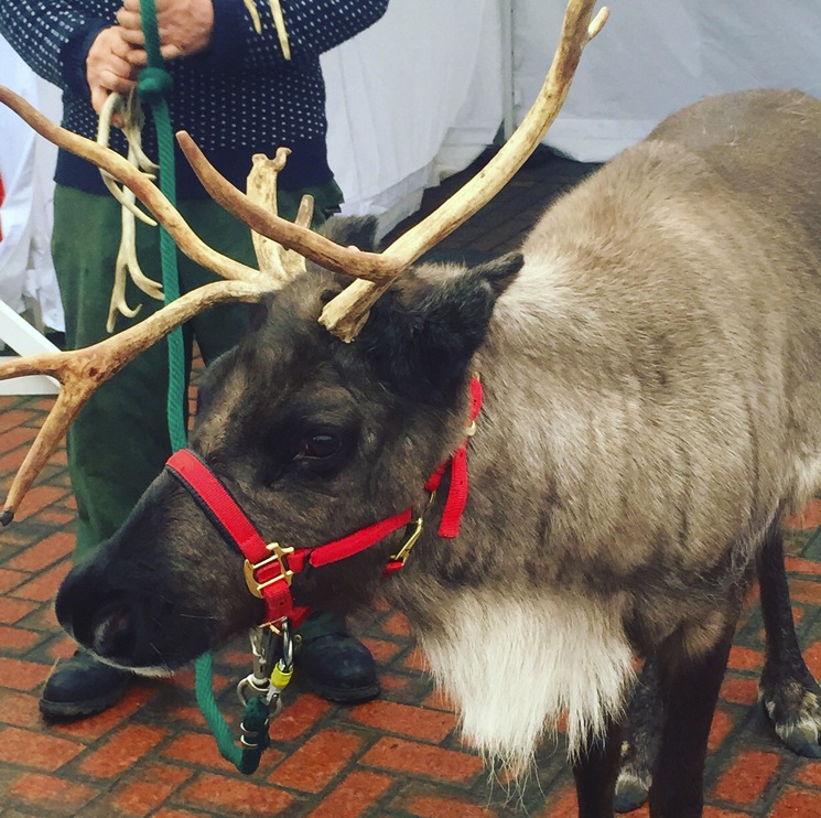 reindeer-swindon