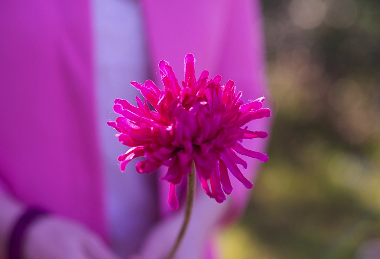 valentines-flower