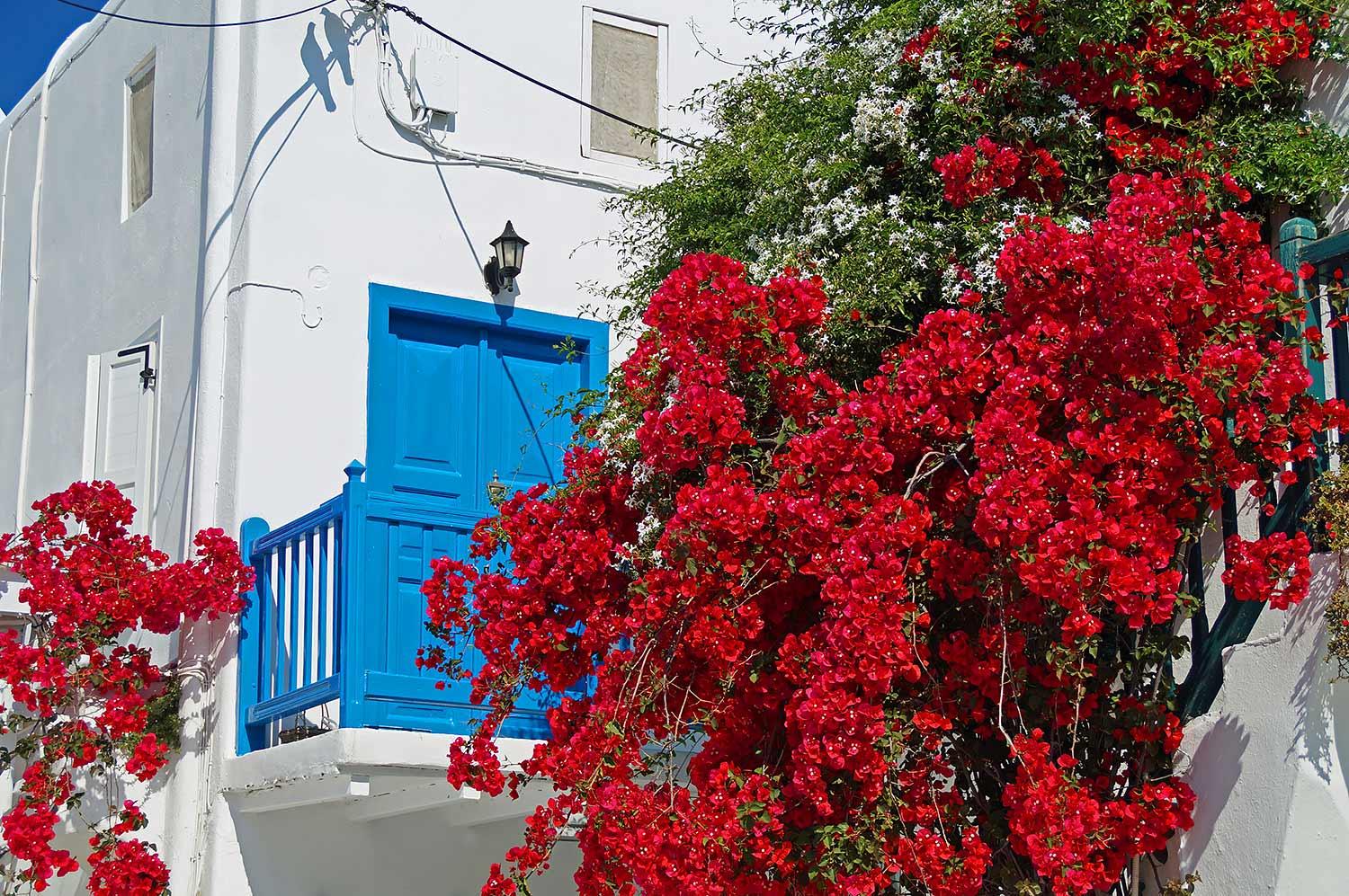 mykonos-greece-flowers